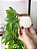 Planta Artificial Pendente Jiboia 90cm Vaso Cerâmica Branco - Imagem 2