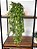 Planta Artificial Pendente Verde 60cm Vaso Sinus Preto - Imagem 1
