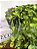 Planta Artificial Pendente Verde 60cm Vaso Sinus Preto - Imagem 3