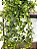 Planta Artificial Pendente Verde 60cm Vaso Sinus Preto - Imagem 4