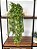Planta Artificial Pendente Verde 60cm Vaso Sinus OffWhite - Imagem 1