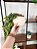Planta Artificial Pendente Verde 60cm Vaso Sinus OffWhite - Imagem 2