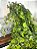 Planta Artificial Pendente Verde 60cm Vaso Sinus OffWhite - Imagem 4