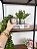 Planta Artificial Pendente Eucalipto + Vasinho Cinza Cerâmica com Eucalipto - Imagem 2