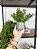 Planta Artificial Pendente Eucalipto + Vasinho Cinza Cerâmica com Eucalipto - Imagem 3