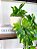Planta Pendente Artificial Jiboia 50cm Vaso Cerâmica Off White - Imagem 3