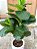 Árvore Artificial Ficus Lyrata 105cm Vaso de Polietileno Branco - Imagem 2