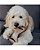 Benebone Dental Chew Pasta de Amendoim P - Imagem 4