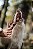 Twist de Pele Bovina - Natuka - Imagem 3