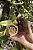 Rosquinha de Pele Bovina 4un - Alecrim Pet - Imagem 2