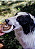 DisCão de Pele Bovina 1un - Pet Bem - Imagem 6