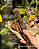 Vareta de Pele Bovina 150g - Alecrim Pet - Imagem 1