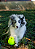 Bola Resistente Kong Reflex Football  G - Imagem 2