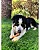 Plutos Cheese & Peanut Butter Mordedor Natural para Cães G - 80g - Imagem 5