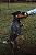 Tubão Power de Taqueia e Couro Bovino Espiral 1un - Pet Bem - Imagem 3