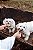 Disquinho de Pele Bovina 4un - Pet Bem - Imagem 4