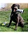 Cabo de Guerra Kong Bunji High Viz Bumper M - Imagem 2