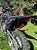 KIT ADESIVOS GRAFICOS CRF230 AMX F25 MOTOCROSS Nycole - Imagem 6