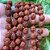 Japamala Rudraksha - 108 contas Natural - Fio Vermelho - Imagem 2