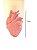 Coração humano em borracha de silicone - Imagem 3