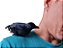 Modelo simulação Pássaro Corvo Negro Animal Halloween - Imagem 8