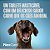 Nexgard 25,1 a 50 Kg 1 Comprimido - Boehringer Ingelheim - Imagem 2