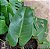 Philodendron renauxii - Imagem 3