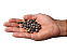 300g Sementes Grama Amendoim - Imagem 2