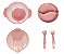 Kit de Refeição com Compartimento Rosa - Imagem 3