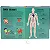 Lanterna - Procure e Encontre! Corpo Humano - Imagem 2
