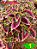 Coleus 1 - Imagem 2