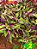 Coleus 2 - Imagem 1