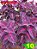 Coleus 10 - Imagem 1
