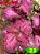 Coleus 22 - Imagem 1