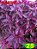 Coleus 25 - Imagem 1
