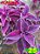 Coleus 25 - Imagem 2