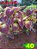 Coleus 40 - Imagem 1