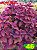 Coleus 46 - Imagem 1