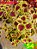 Coleus 54 - Imagem 2