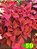 Coleus 59 - Imagem 1