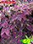 Coleus 69 - Imagem 1