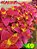 Coleus 49 - Imagem 1