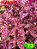 Coleus 73 - Imagem 1