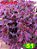 Coleus 51 - Imagem 1