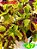 Coleus 47 - Imagem 2