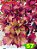 Coleus 57 - Imagem 2