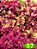 Coleus 57 - Imagem 1
