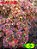 Coleus 63 - Imagem 1