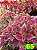Coleus 65 - Imagem 1
