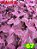 Coleus 67 - Imagem 1